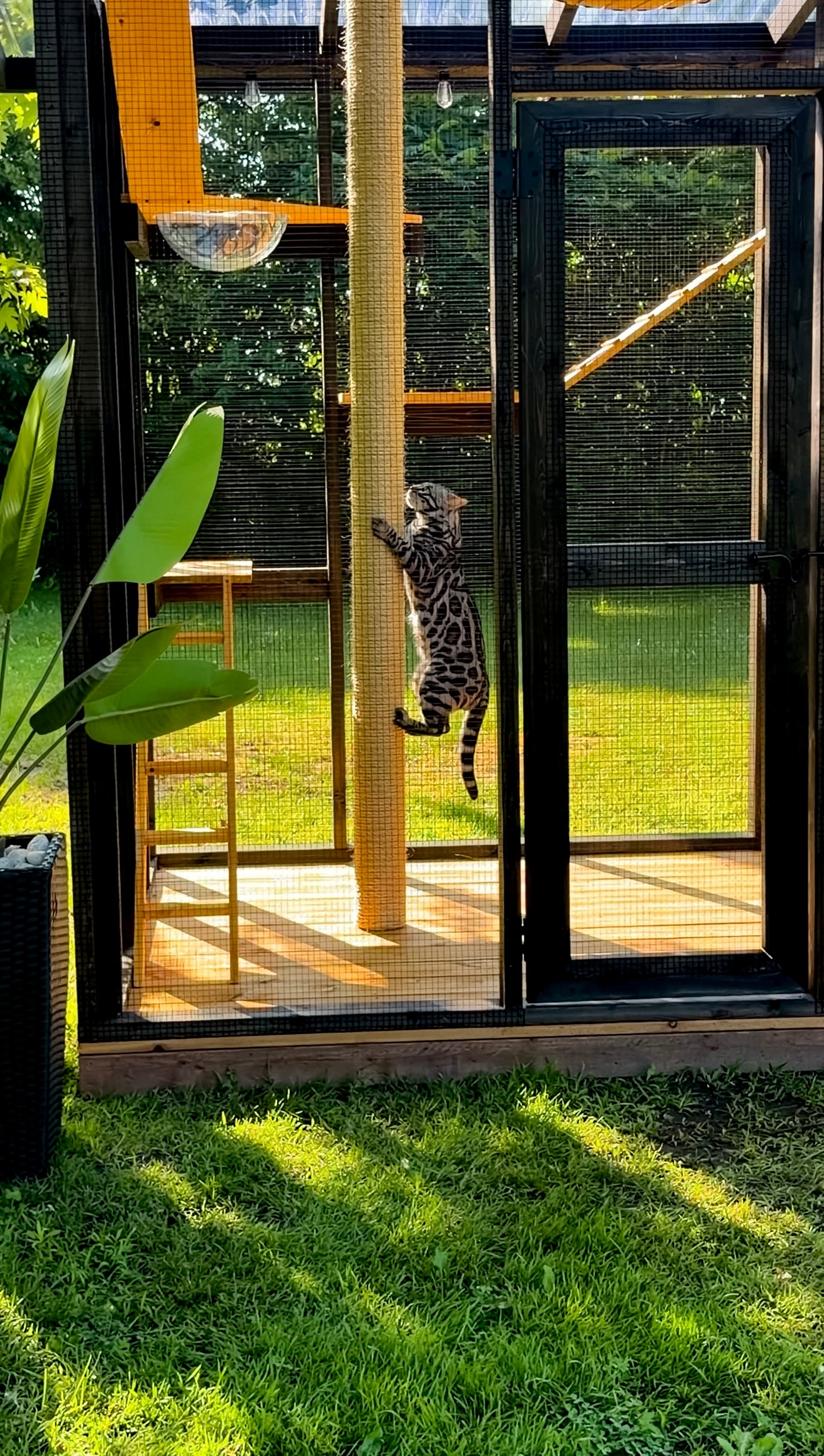 Cat climbing scratching post inside black frame catio